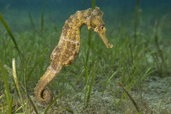 Hippocampus guttulatus (Hipocampul mediteranean)