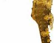 Hippocampus kuda Hipocamp auriu