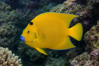 Holacanthus trimaculatus (Trei spoturi)