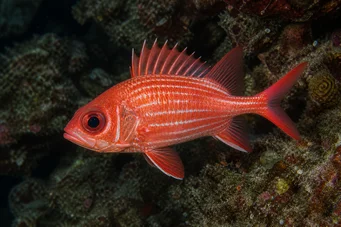 Holocentrus diadema (Soldat șters)