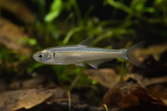 Holoshestes pequira Tetra de pata portocalie