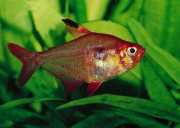 Hyphessobrycon callistus Ruby of Paraguay