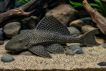Hypostomus grandiosus Pleco Leopard