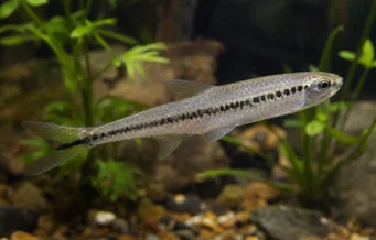 Iguanodectes spilurus Tetra-ulei