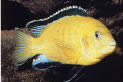 Labidochromis caeruleus Galben