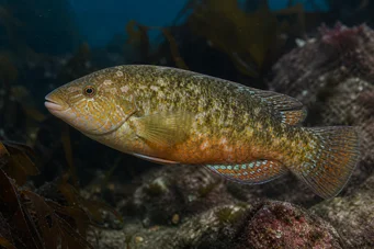 Labrus bergylta
