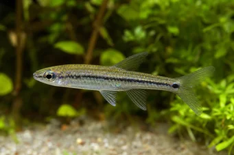 Ladigesia roloffi Sierra-léone Dwarf Tetra