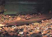 Lampetra fluviatilis Lampa fluvială