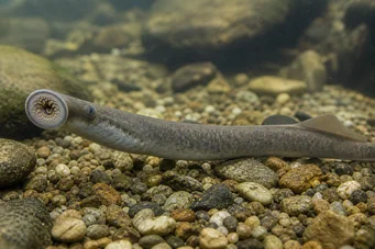 Lampetra fluviatilis Lampa fluvială
