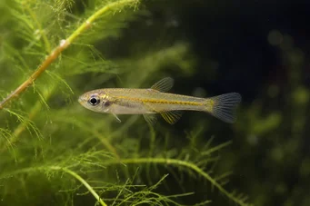 Lepidarchus adonis Tetra Adonis, Tetra Naked
