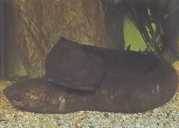 Lepidosiren paradoxa America de Sud Lepidosirène