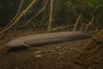 Lepidosiren paradoxa America de Sud Lepidosirène