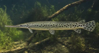 Lepisosteus oculatus Océlée lépisosted
