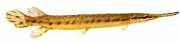 Lepisosteus osseus Pike crocodil
