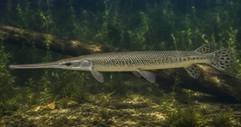 Lepisosteus osseus Pike crocodil