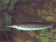 Lepisosteus platostomus Platoul Lepisoste