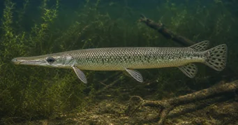Lepisosteus platostomus Platoul Lepisoste