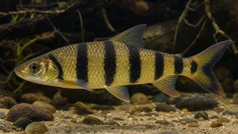 Leporinus fasciatus fasciatus (Leporinus cu benzi negre)