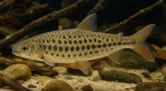 Leporinus maculatus (Leporinus reperat)