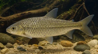 Leporinus megalepis (Leporinus cu cântare mari)