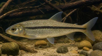 Leporinus nigrotaeniatus Leporinus cu dungi negre