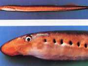 Lethenteron zanandreai Lamprey Lombardy, Ciriol