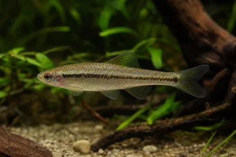 Lilius sp Limul