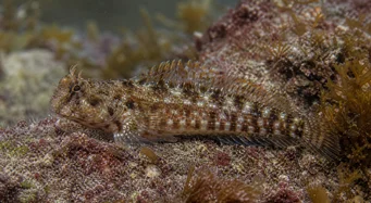Lipophrys pholis Uzual