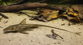 Loricaria parva (Loricaire)
