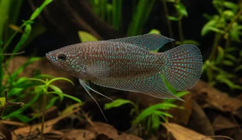 Macropodus cupanus Pește de pescuit cu coada brună