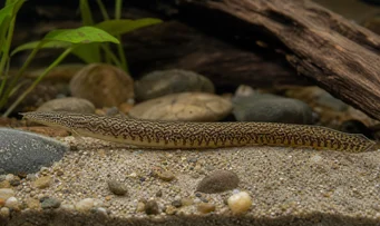 Mastacembelus armatus Coloana vertebrală uriașă