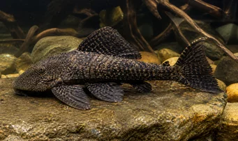 Megalancistrus barrae Megalancistru Barrae