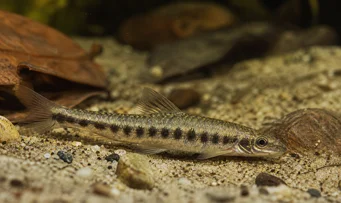 Melanocharacidium dispilomma Melanocharacidium Dispomma