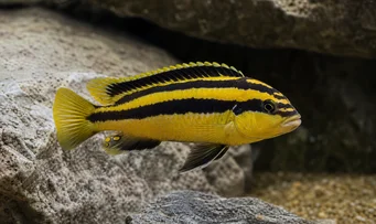 Melanochromis auratus Mbuna de Aur