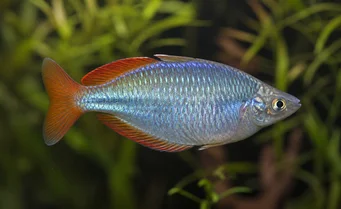 Melanotaenia splendida CAP York pește curcubeu