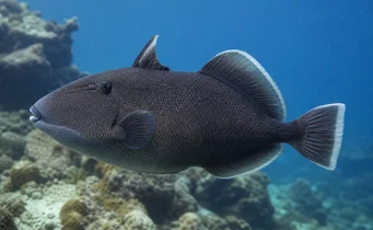 Melichthys indicus Ballist indian