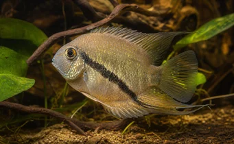 Mesonauta festiva Steagul Cichlid