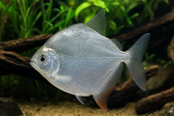Metynnis hypsauchen Métynnis cu capete mari