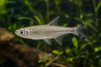 Micralestes acutidens Tetra africană cu dinți ascuțiți