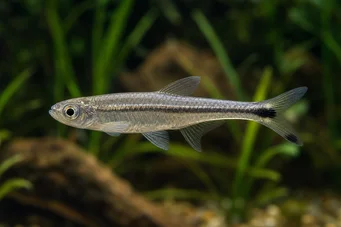 Micralestes elongatus Tetra africană conică