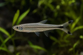 Micralestes humilis Tetra africană cu aripioare roșii
