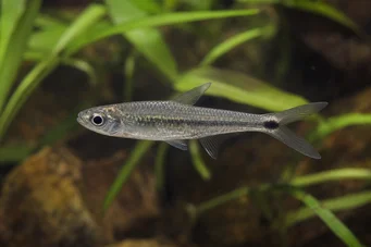 Micralestes occidentalis Tetra Africană de Vest