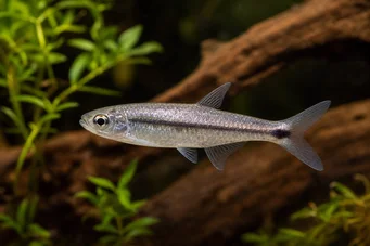 Micralestes stormsi Tetra roșie de la Congo True