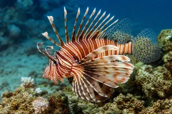 Milles de pterois peste Scorpion