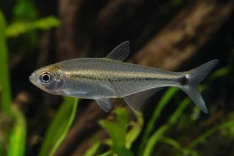 Mimagoniates lateralis Tetra-Glande cu părți interzise