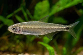 Mimagoniates microlepis Scari mici Tetra-Barberos