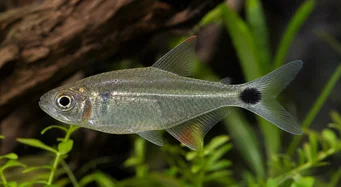 Moenkhausia oligolepis Moenkhausia cu ochi roșii