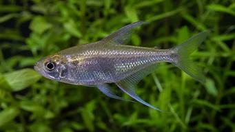 Moenkhausia pittieri Tetra de diamant