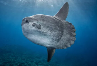 Mola-mola