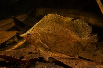 Monocirrhus polyacanthus Pompier